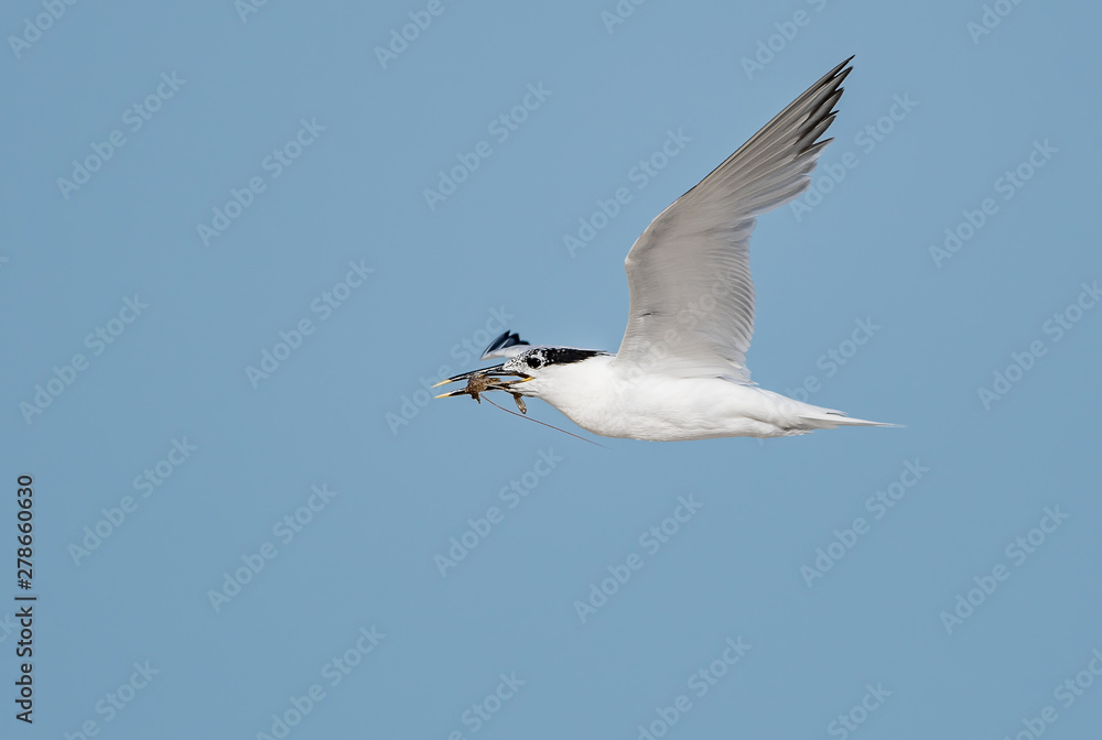 Royal tern returns to the beach with shrimp Royal tern returns to the beach with shrimp