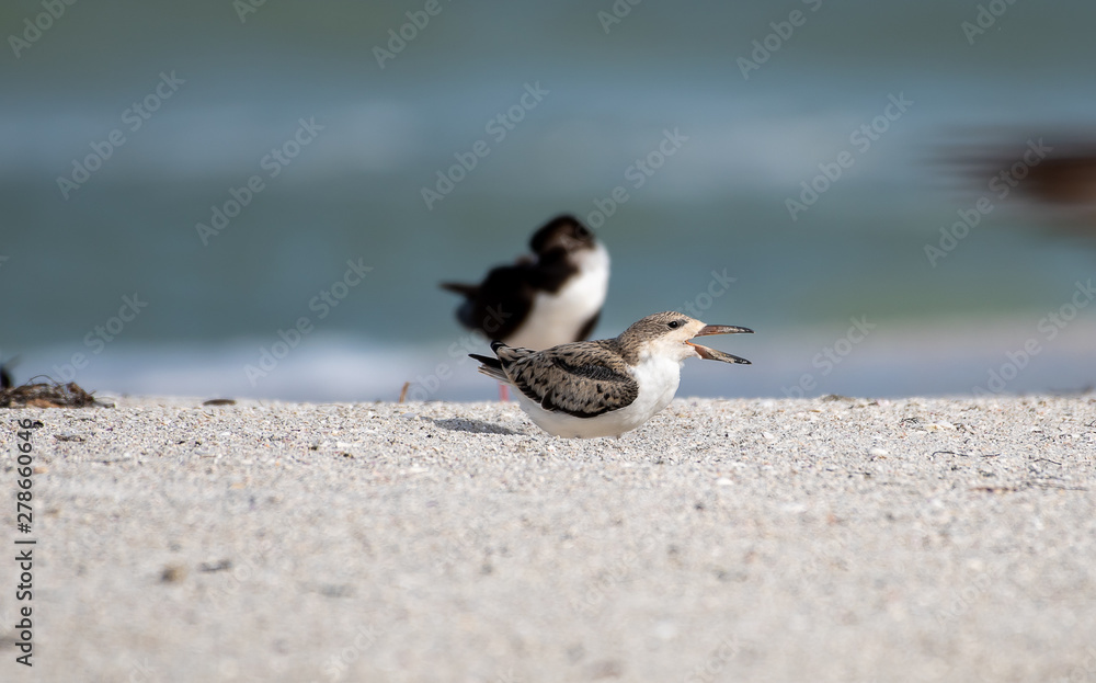 Young skimmer calls for food Young skimmer calls for food