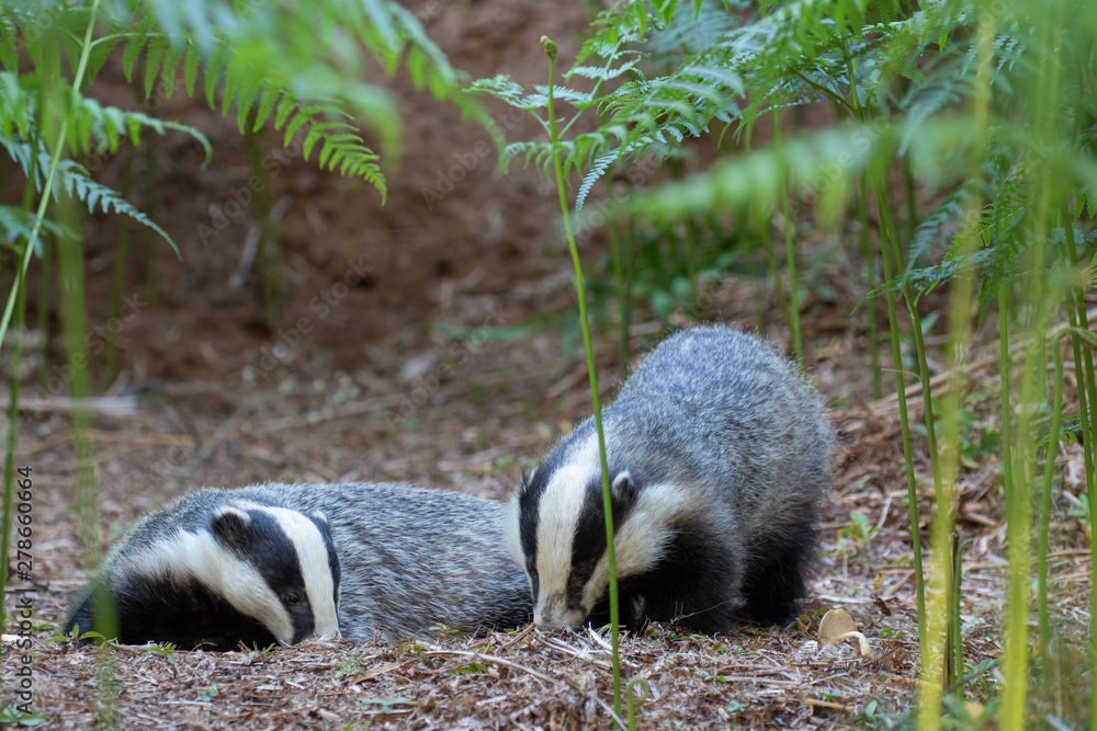 Obraz premium badgers, meles meles, walking, eating posing beside sett under a forest of bracken during a warm July summer evening in Scotland.