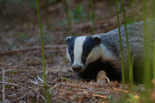 badgers, meles meles, walking, eating posing beside sett under a forest of bracken during a warm July summer evening in Scotland. © Paul