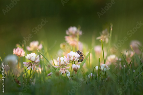white flower in the meadow bee collecting pollen in the sunlight