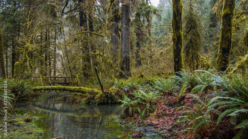 river in forest river in forest