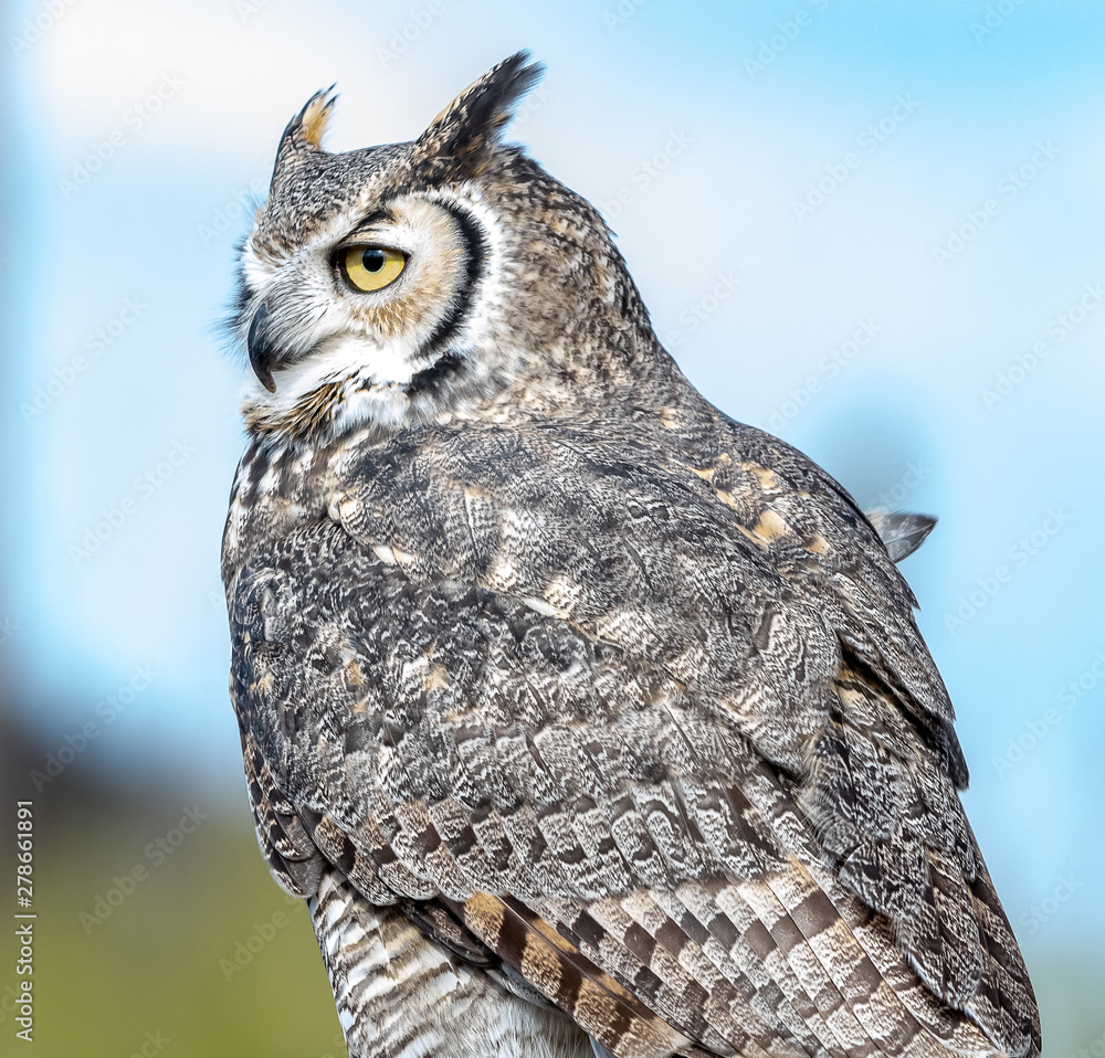 Obraz premium Great horned owl in Arizona