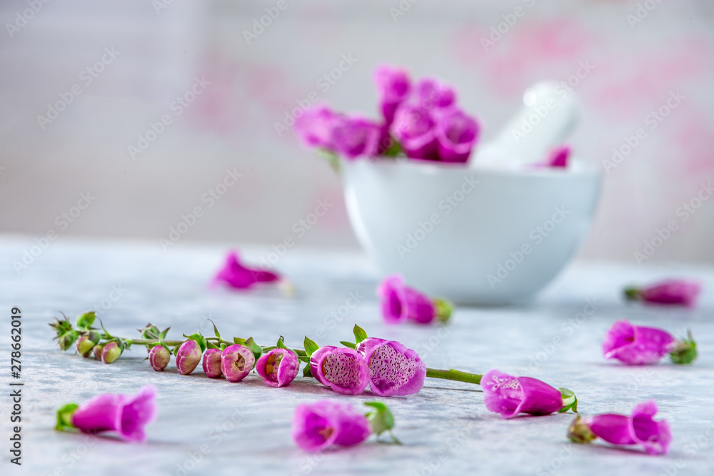 Purple Opium Poppy Ceramic mortar- onrnamental plant in the family Papaveracaeae for pharmaceutical purposes Purple Opium Poppy Ceramic mortar- onrnamental plant in the family Papaveracaeae for pharmaceutical purposes