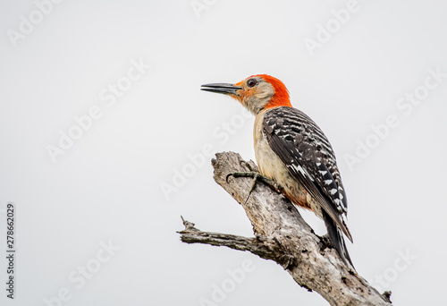 Red bellied woodpecker perched on a dead tree branch