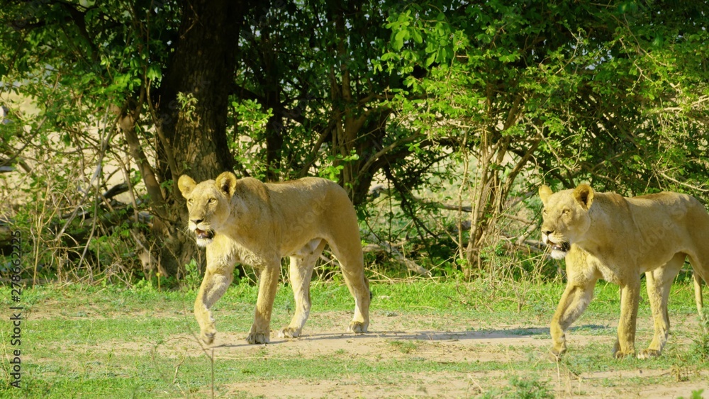 Fototapeta premium Lion 