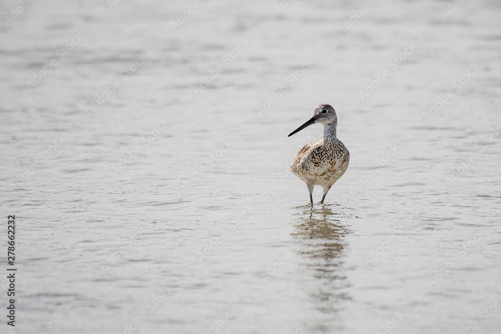 willet hunting for food on a florida beach willet hunting for food on a florida beach