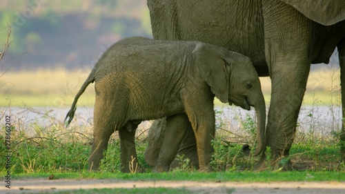elephants in africa