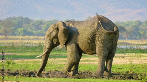 mother and baby elephant