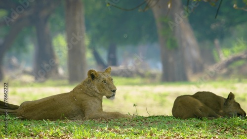 lion and lioness