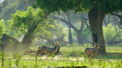 antelopes