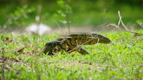 lizard on leaf