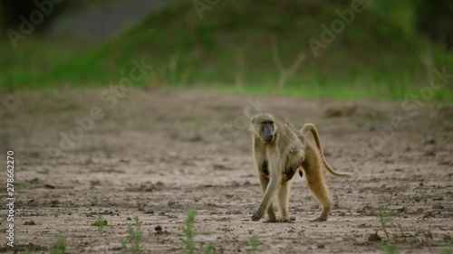 Monkey in Africa