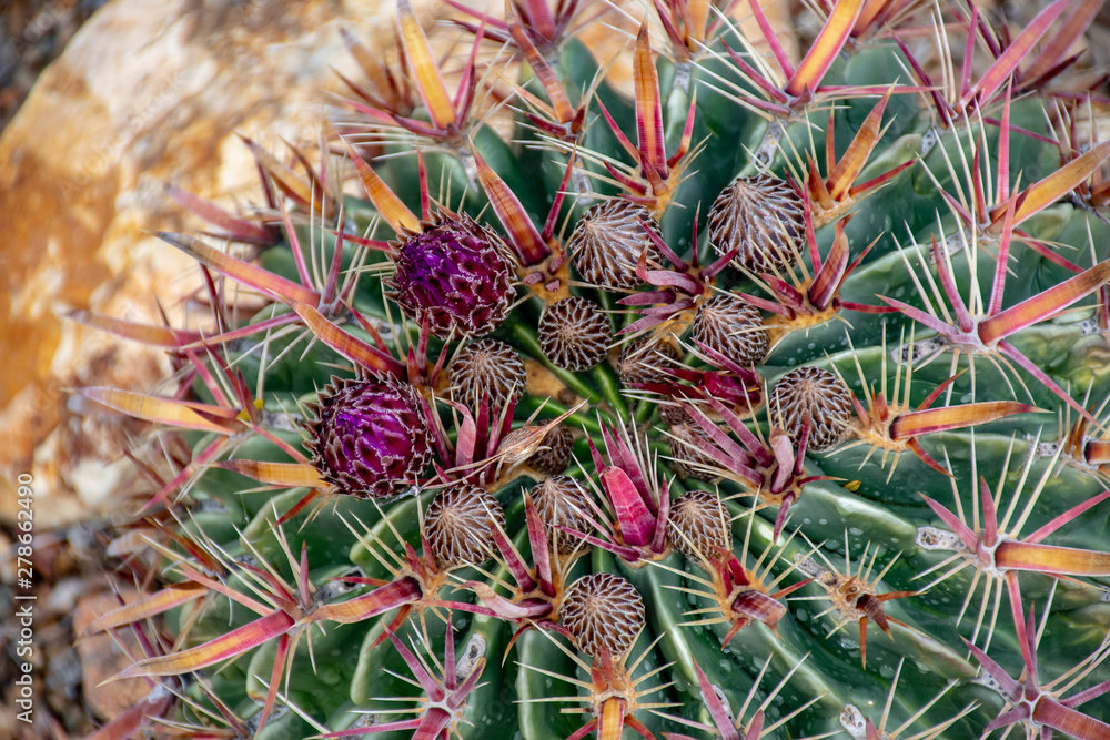 Fototapeta premium Cactus in bloom with red flowers
