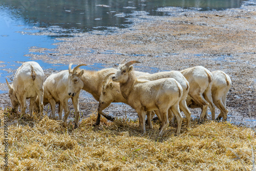 Fototapeta Naklejka Na Ścianę i Meble -  Spring Mountain Sheep - A group of female bighorn sheep grazing at side of Sheep Lakes in Rocky Mountain National Park on a sunny Spring day. Colorado, USA.