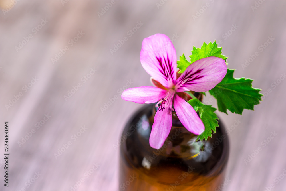 Naklejka geranium essential oil extract, infusion, remedy, tincture container on wooden background