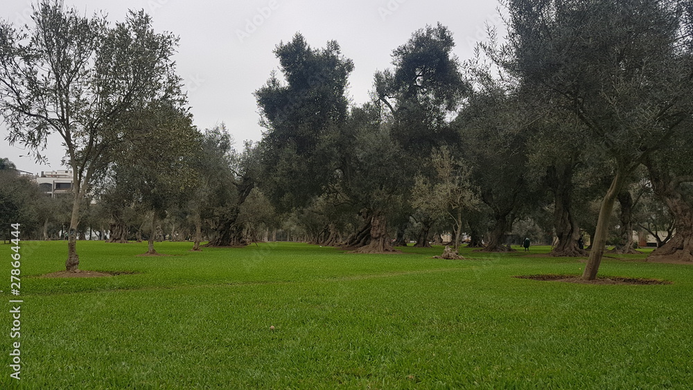 PARQUE CON ARBOLES DE OLIVA LIMA PERU PARQUE CON ARBOLES DE OLIVA LIMA PERU