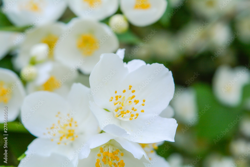 Obraz premium White jasmine bush blossoming in summer day