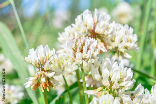 White clover aka Trifolium repens in grass on summer meadow. Shamrock flower