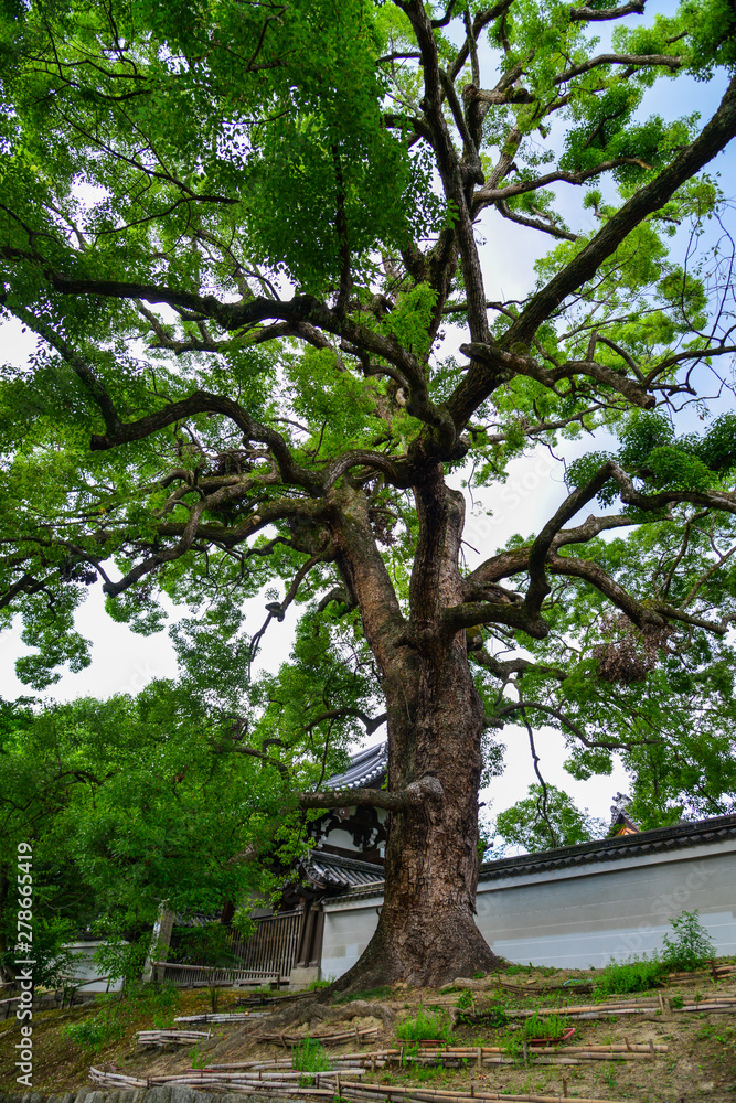 Idyllic landscape of Japanese garden Idyllic landscape of Japanese garden
