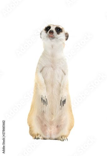 cute meerkat   Suricata suricatta   isolated
