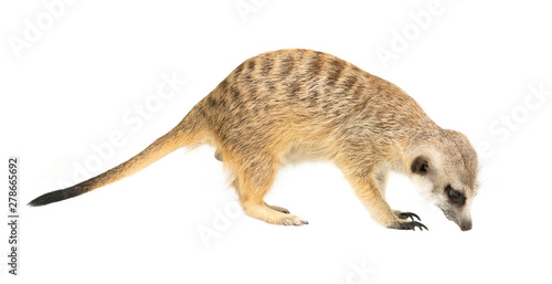 cute meerkat ( Suricata suricatta ) isolated