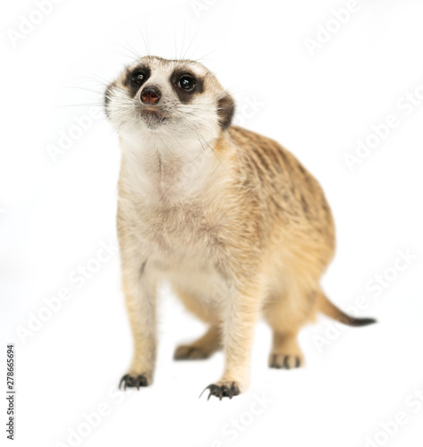 cute meerkat ( Suricata suricatta ) isolated photo