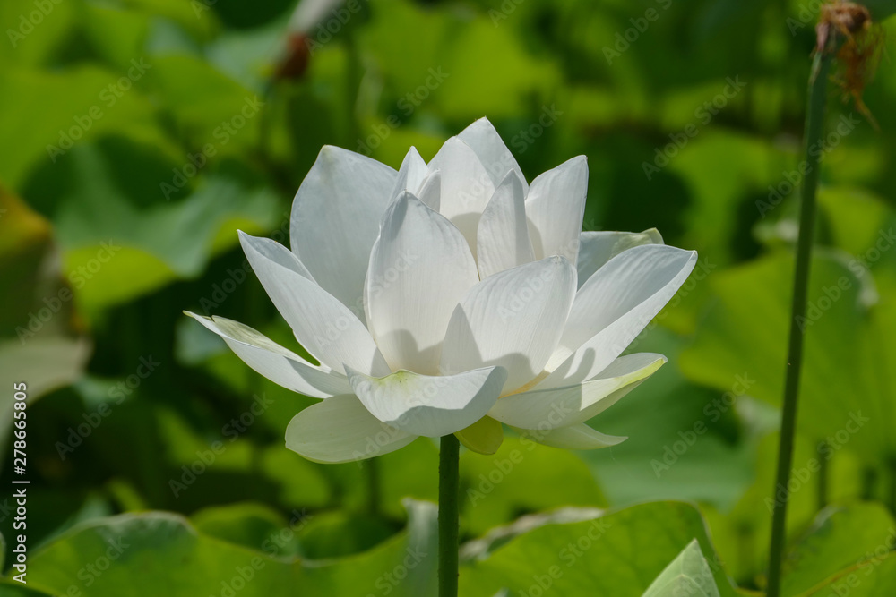 Obraz premium 白い蓮の花