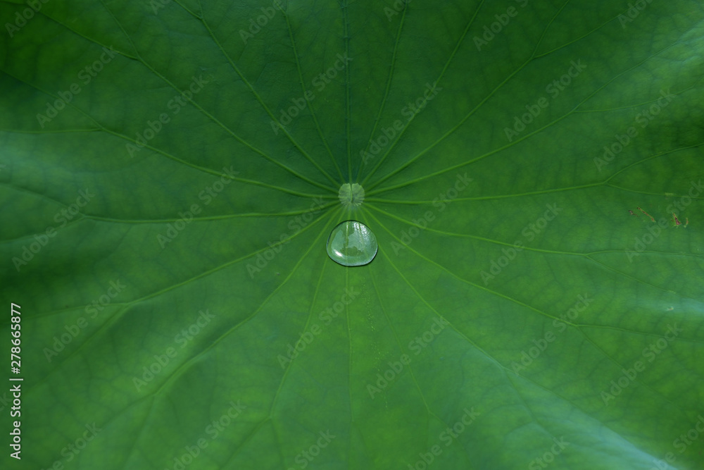 蓮の葉の水滴 蓮の葉の水滴