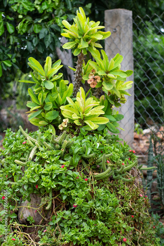Wallpaper Mural Corona de Cristo Torontodigital.ca