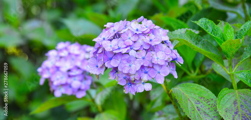 Hydrangea flower full bloom on a summer day