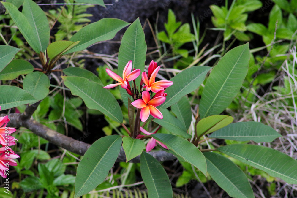 Flower Flower