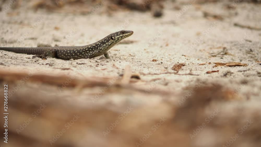 Spotted lizard surrounded by termites escapes into background. Copyspace Spotted lizard surrounded by termites escapes into background. Copyspace
