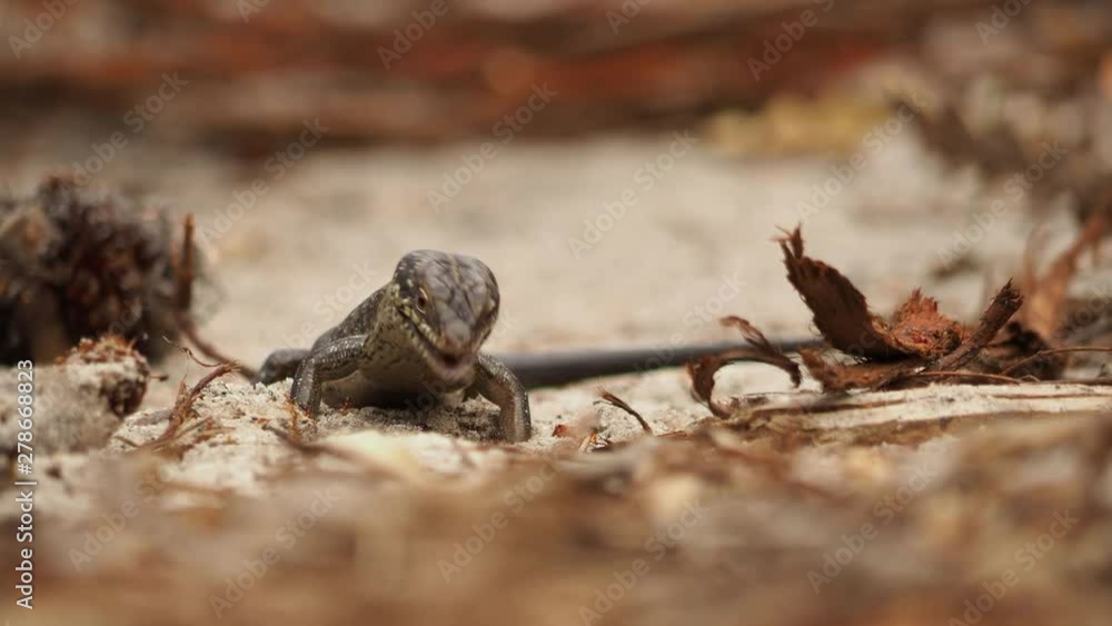 Crevice skink eating termite alates emerging from the ground. Copyspace Crevice skink eating termite alates emerging from the ground. Copyspace