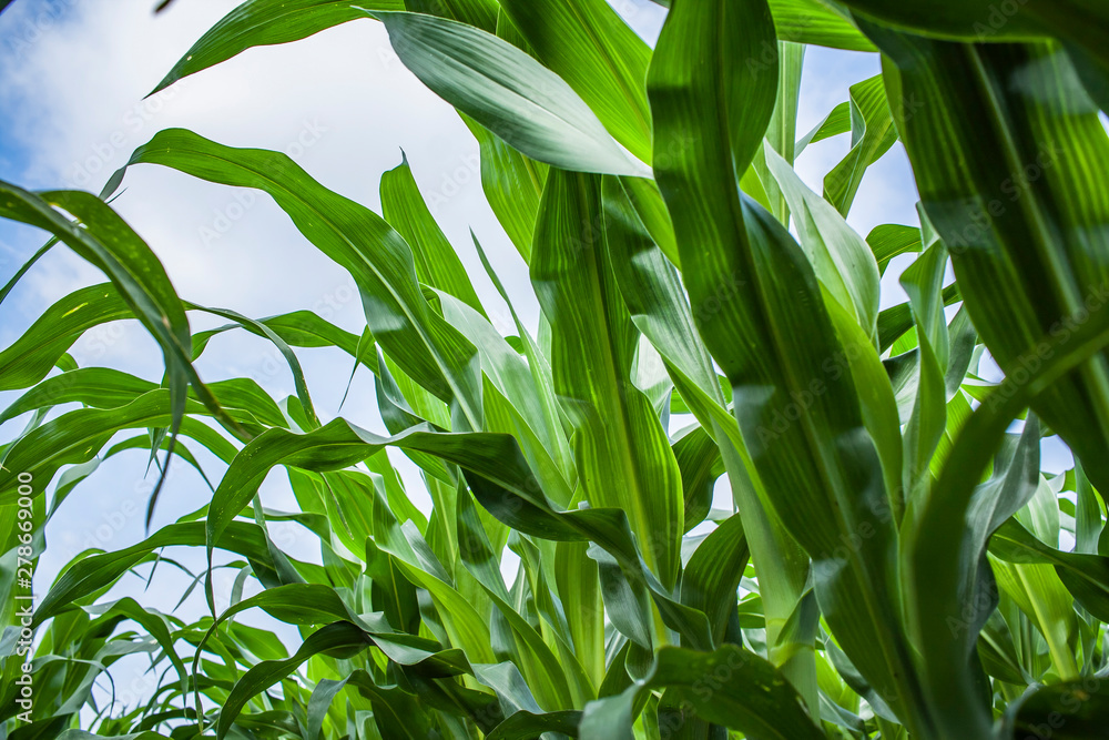 Looking up at a row of corn plants and the blue sky and white clouds Looking up at a row of corn plants and the blue sky and white clouds