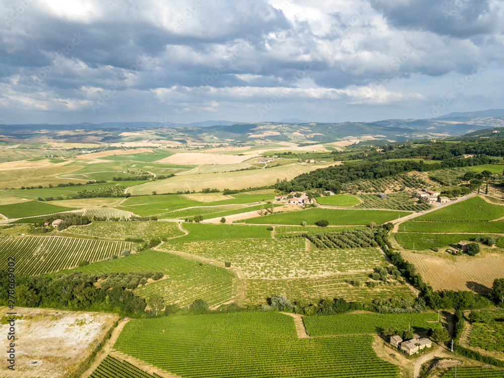 The vineyard of Montalcino