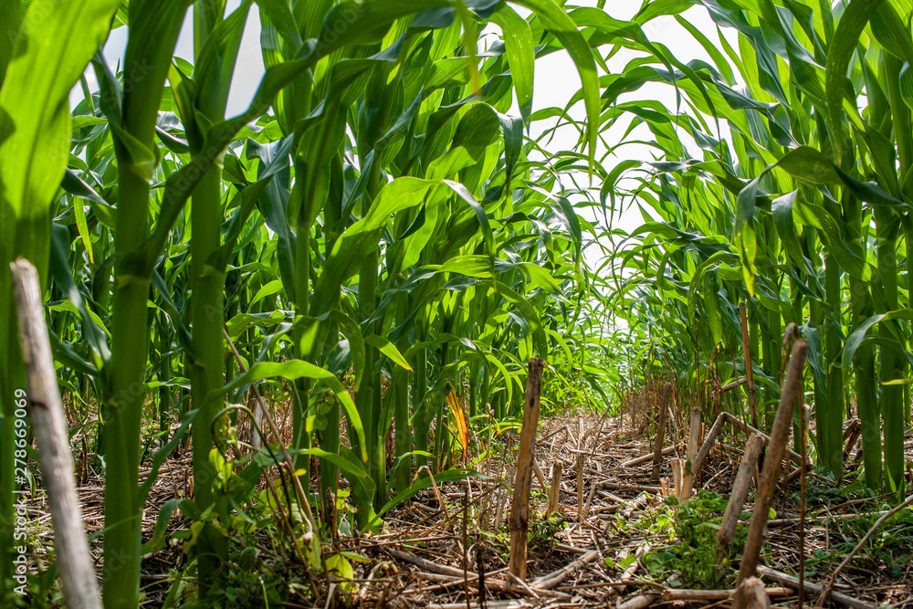 Fototapeta premium Looking down a row of no-till corn planted into a cover crop.