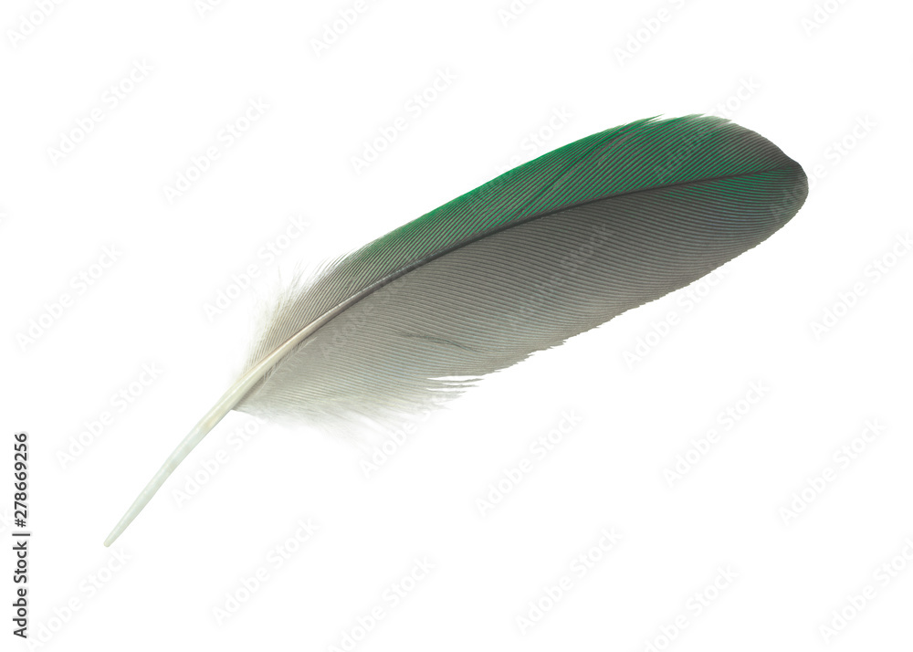 bird, feather, green, single, isolated, abstract, angel, background, close up, color, dark, decoration, design, dove, down, falling, fashion, floating, fluff, fluffy, flying, innocence, light, macro, 