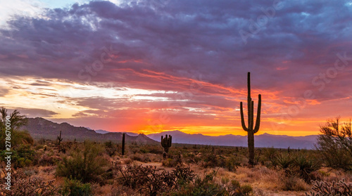 Colorful Sunrise In North Scottsdale Desert Preserve with Saguaro Cactus and Mountains in background.