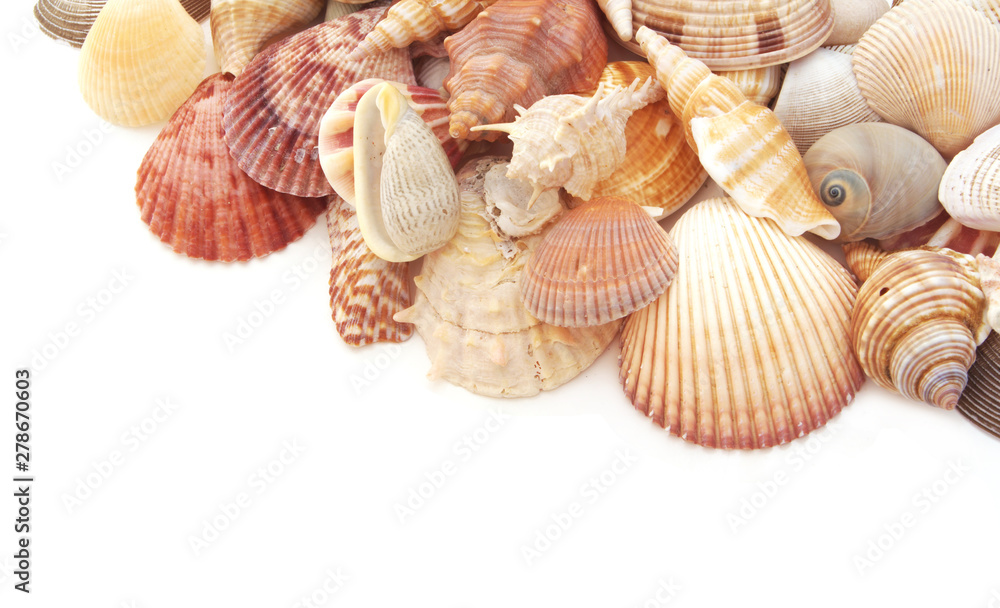 Seashells isolated on white background with space for text