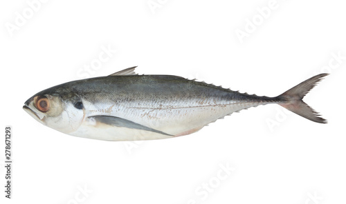 Torpedo scad fish isolated on white