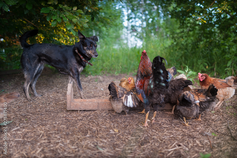 Black mongrel dog stands near the chicken feeder and looks at the eating hens Black mongrel dog stands near the chicken feeder and looks at the eating hens