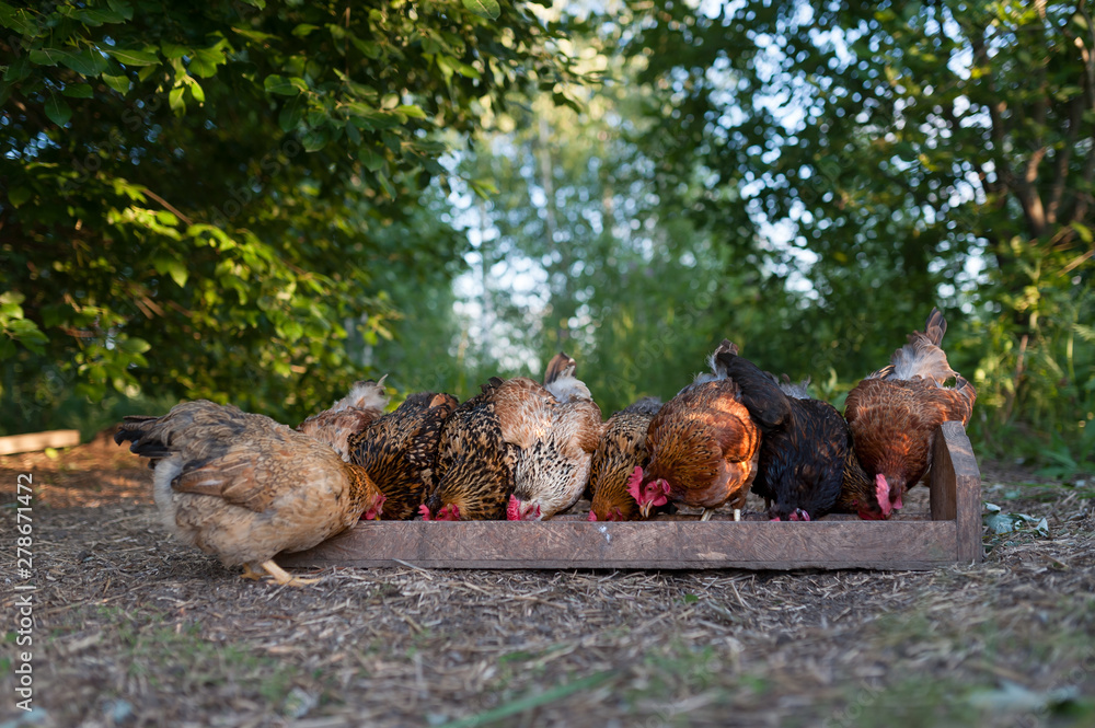 Feeding free-range chickens. Hens eat from a trough on the blurred background of foliage Feeding free-range chickens. Hens eat from a trough on the blurred background of foliage