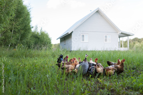 Gray-mottled Guinea fowl and chickens eat from the feeder on the background of a country house