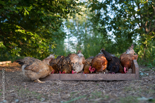 Feeding free-range chickens. Hens eat from a trough on the blurred background of foliage