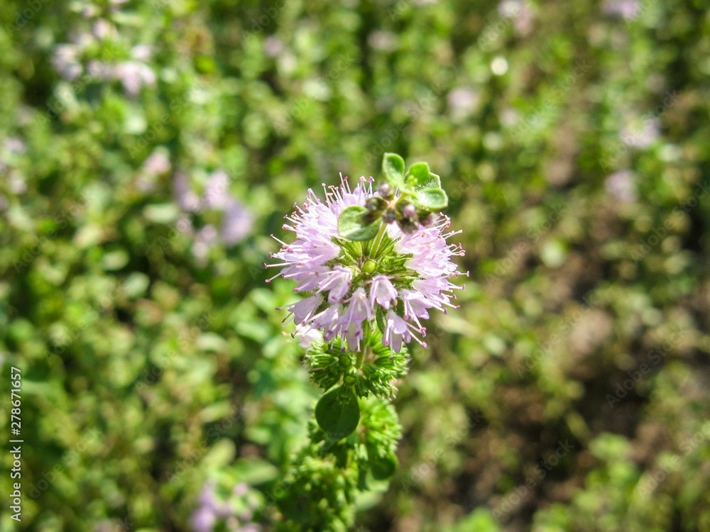 Pennyroyal Mentha pulegium mountain mint. Closeup of medicinal plant on a blurred background. Pennyroyal Mentha pulegium mountain mint. Closeup of medicinal plant on a blurred background.