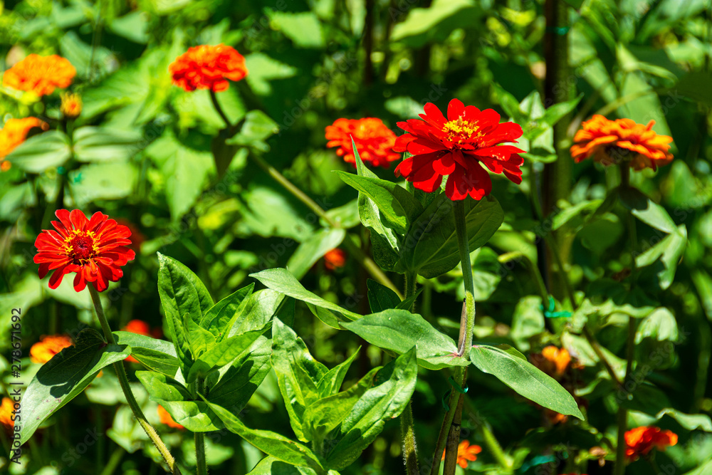 Closeup of Red Zinnias with Bright Green Leaves Growing in a Garden. Zinnia is a genus of plants of the sunflower tribe within the daisy family.