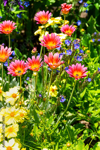 Vibrant African Daisies growing in a flowerbed surrounded by Marguerite Daisies and other flowers. Los Angeles County, California, USA.