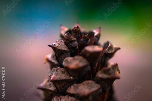 pinecone 4