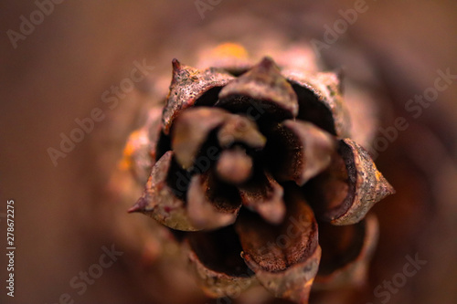pinecone 3